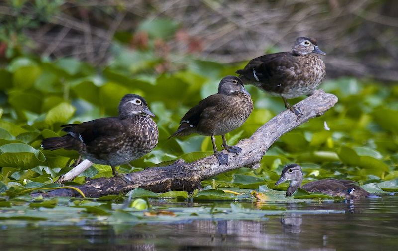 Wood Ducks On Branch